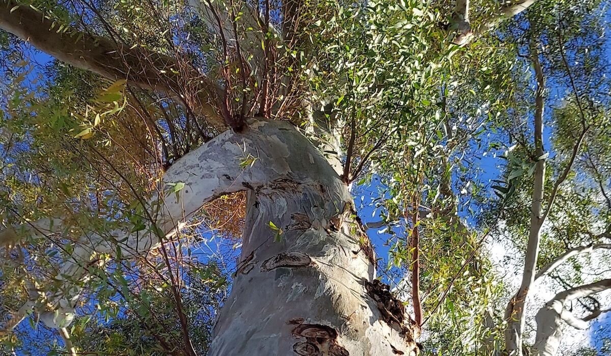 Sunlit forest canopy seen from below